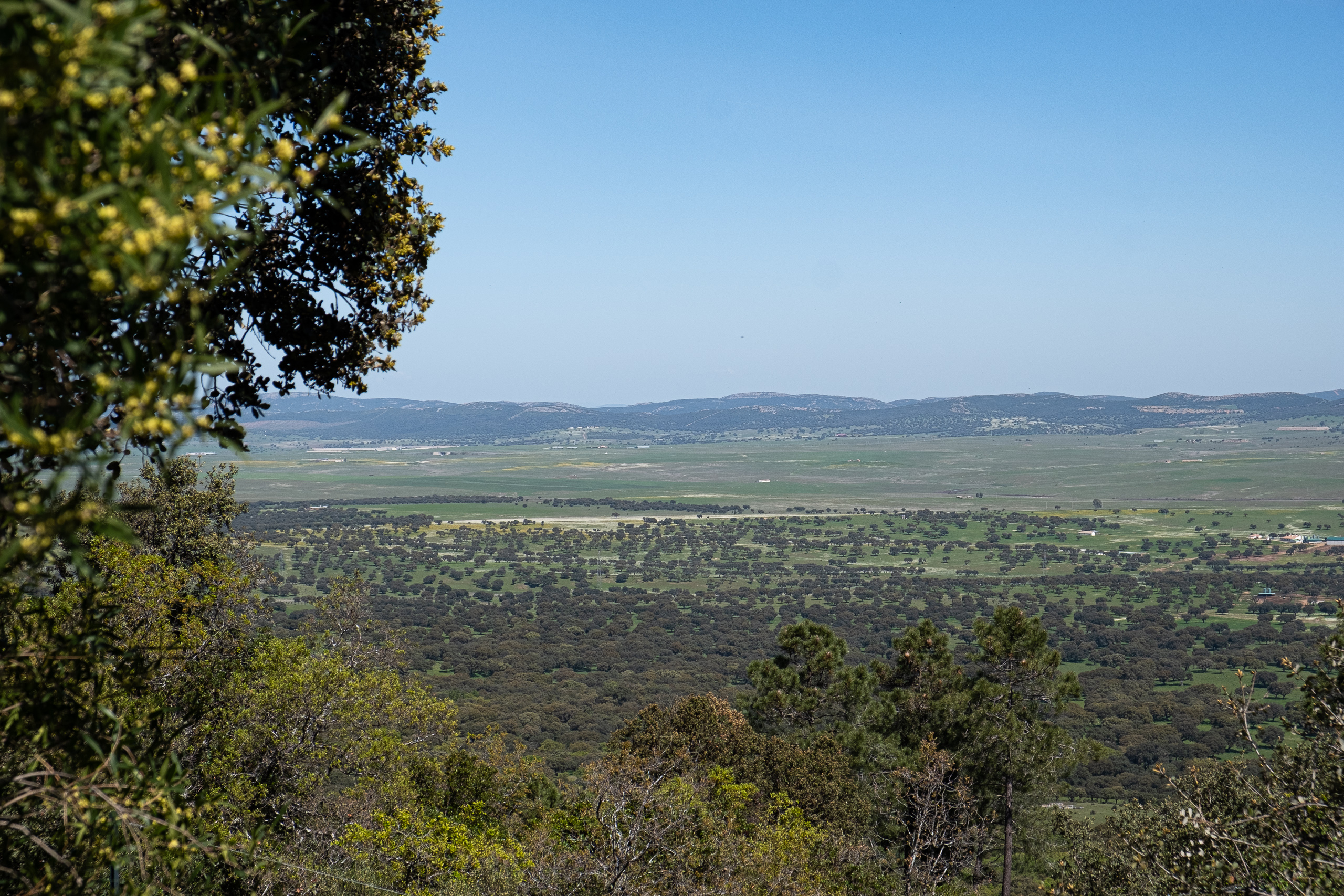 Weiter Blick über die Dehesa vom Puerto Niefla